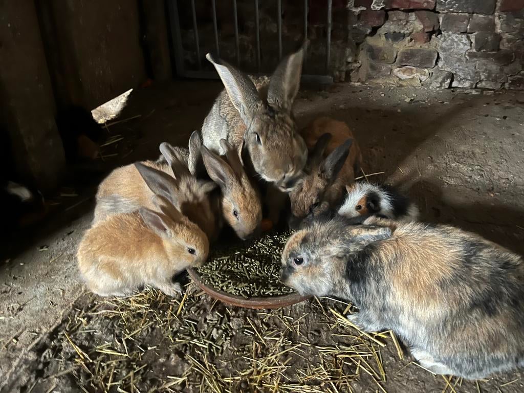 Lapins, Plusieurs animaux, Taille moyenne, 0 à 2 ans