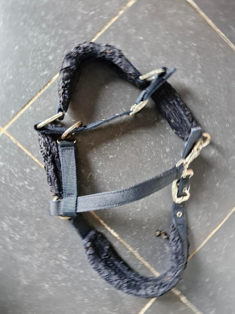 Licol Taille cob, Animaux & Accessoires, Enlèvement, Comme neuf