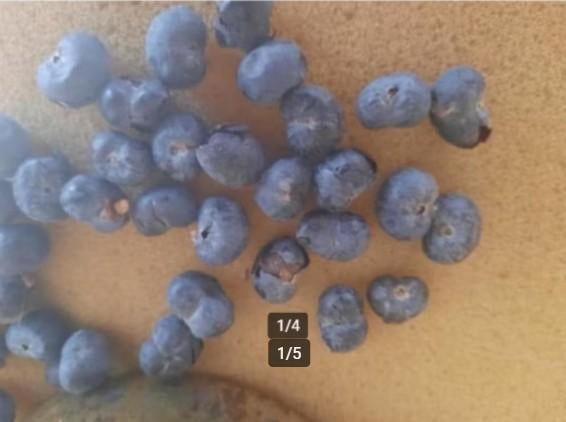 Zaden winterharde palmboom Trachycarpus fortunei, Ophalen of Verzenden, Gehele jaar, Volle zon, Zaad