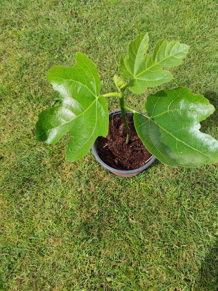 Vijgen struik   eetbare vruchten, Tuin en Terras, Ophalen of Verzenden