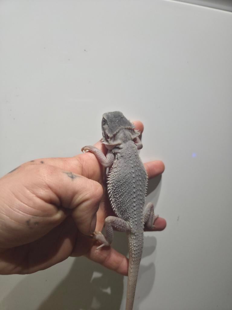 Zero Baardagaam (s), Dieren en Toebehoren, Reptielen en Amfibieën, Overige soorten, Tam, 0 tot 2 jaar