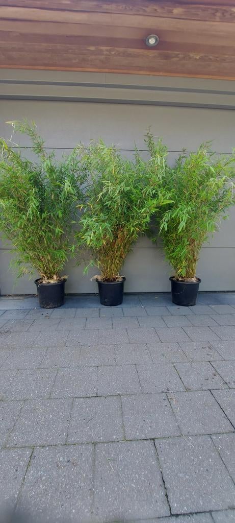 Niet woekerende bamboe  , fargesia nitida volcano, Jardin & Terrasse, Plantes | Arbustes & Haies, Enlèvement, Bambou, Haie