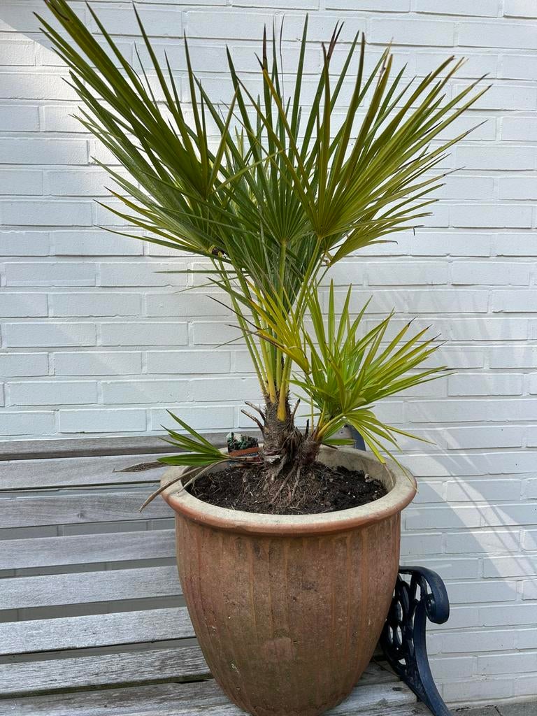 Palm in pot, Ophalen