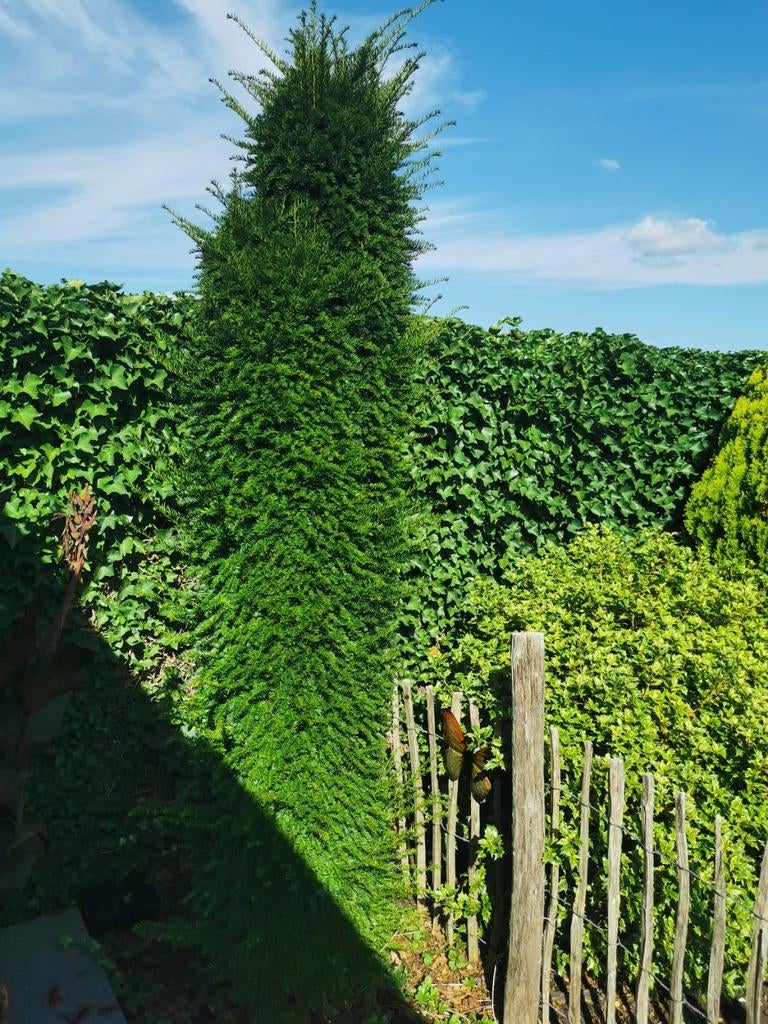 Taxus Baccata 2,8 m hoog. Winterhard en groenblijvend., Ophalen