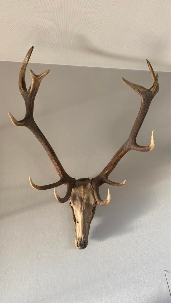 Bois de cerf élaphe, Enlèvement, Comme neuf