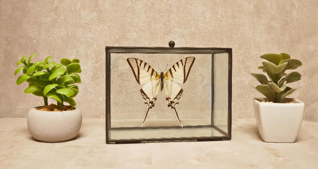 vlinder in glazen box, Verzamelen, Ophalen of Verzenden, Nieuw, Overige soorten, Overige typen