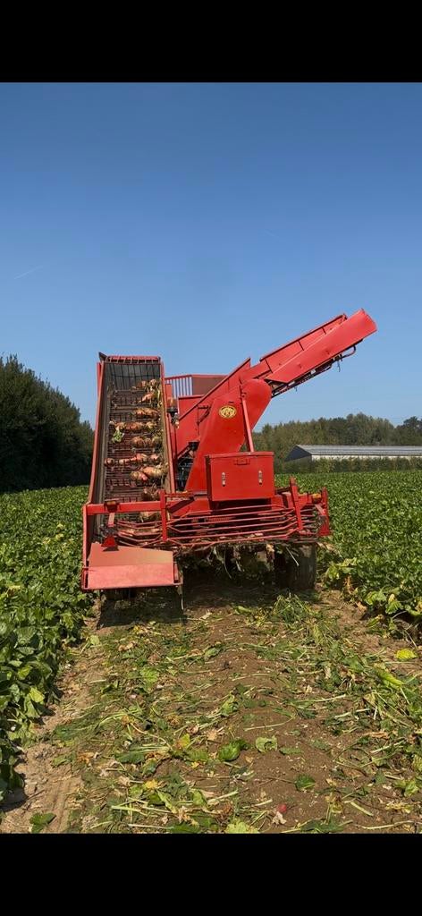 Voederbieten te koop 0497 34 30 54, Ophalen, Vee