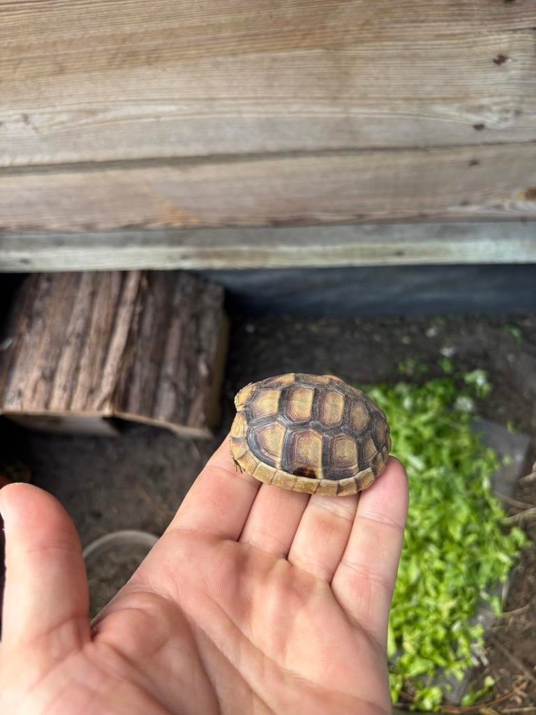 Breedrand schildpad / griekse landschildpad, Dieren en Toebehoren, Ophalen