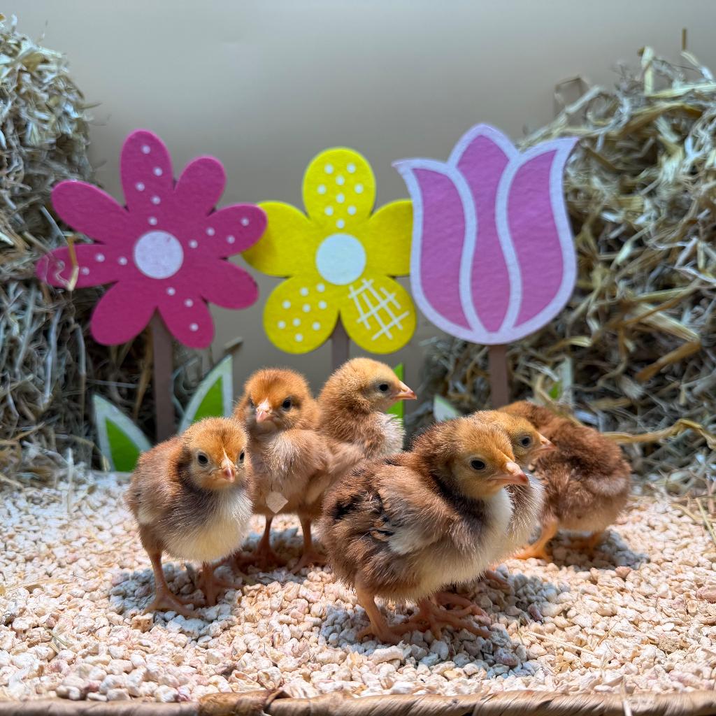 Tamme Rhode Island Red kriel kuikens gesekst & ingeënt, Femelle, Poule ou poulet