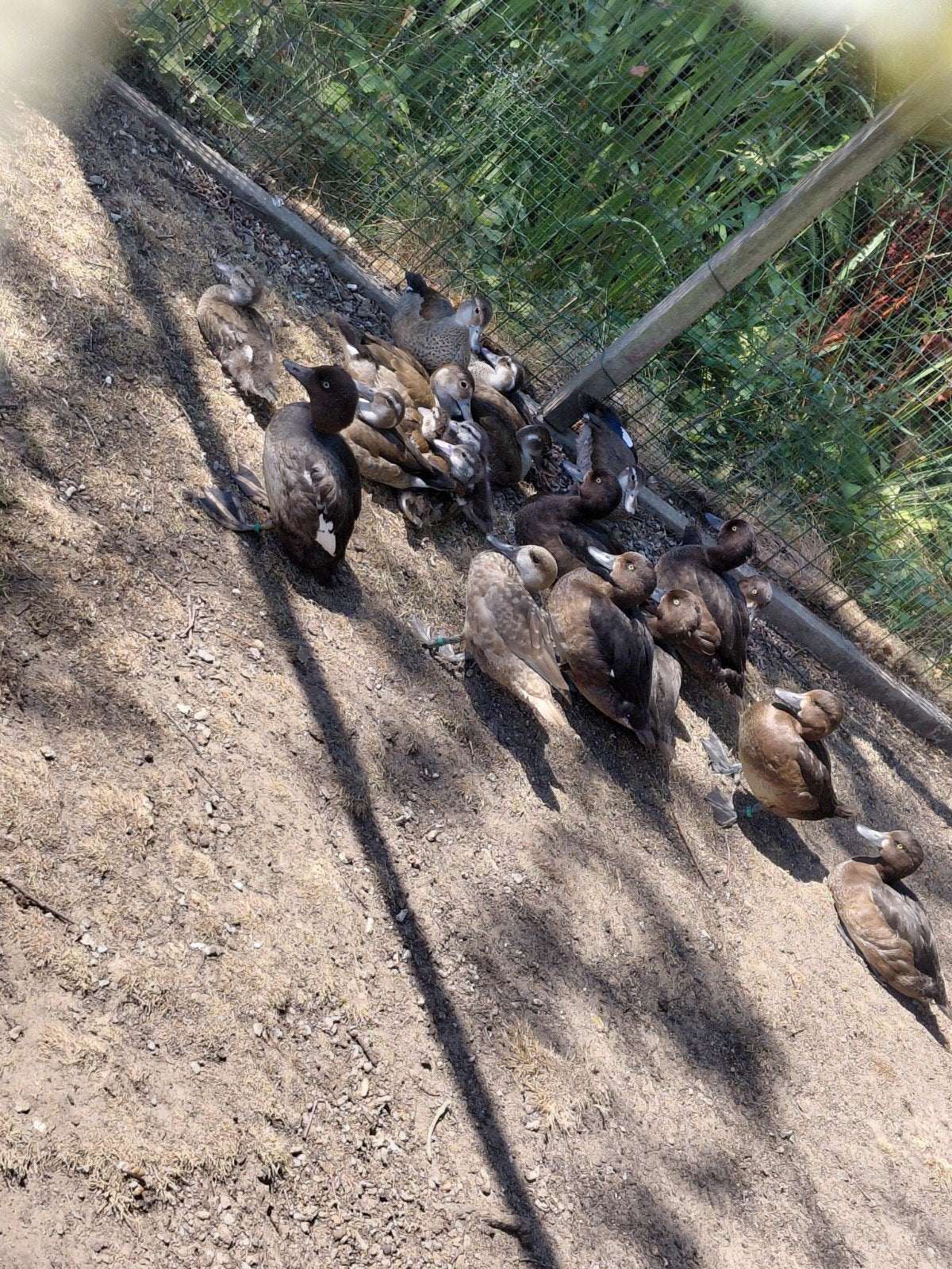 kuifeenden,roodschoudertaling, Dieren en Toebehoren, Pluimvee
