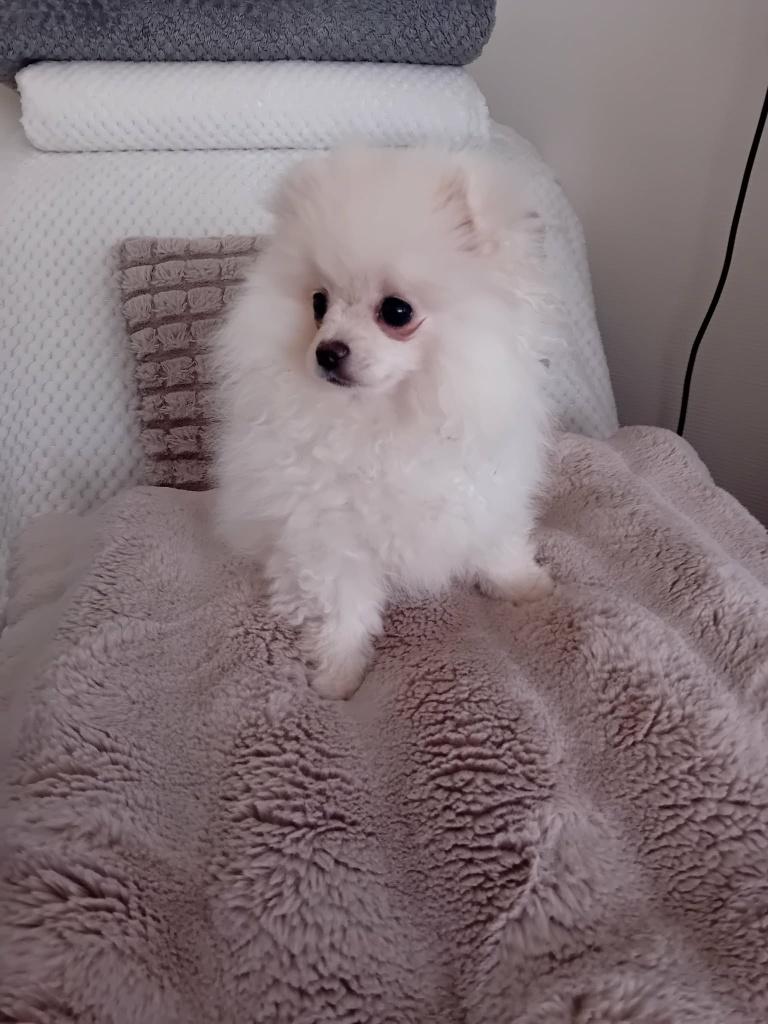 hondje, 15 semaines à 1 an, Particulier, Hépatite contagieuse (maladie de Rubarth), Belgique