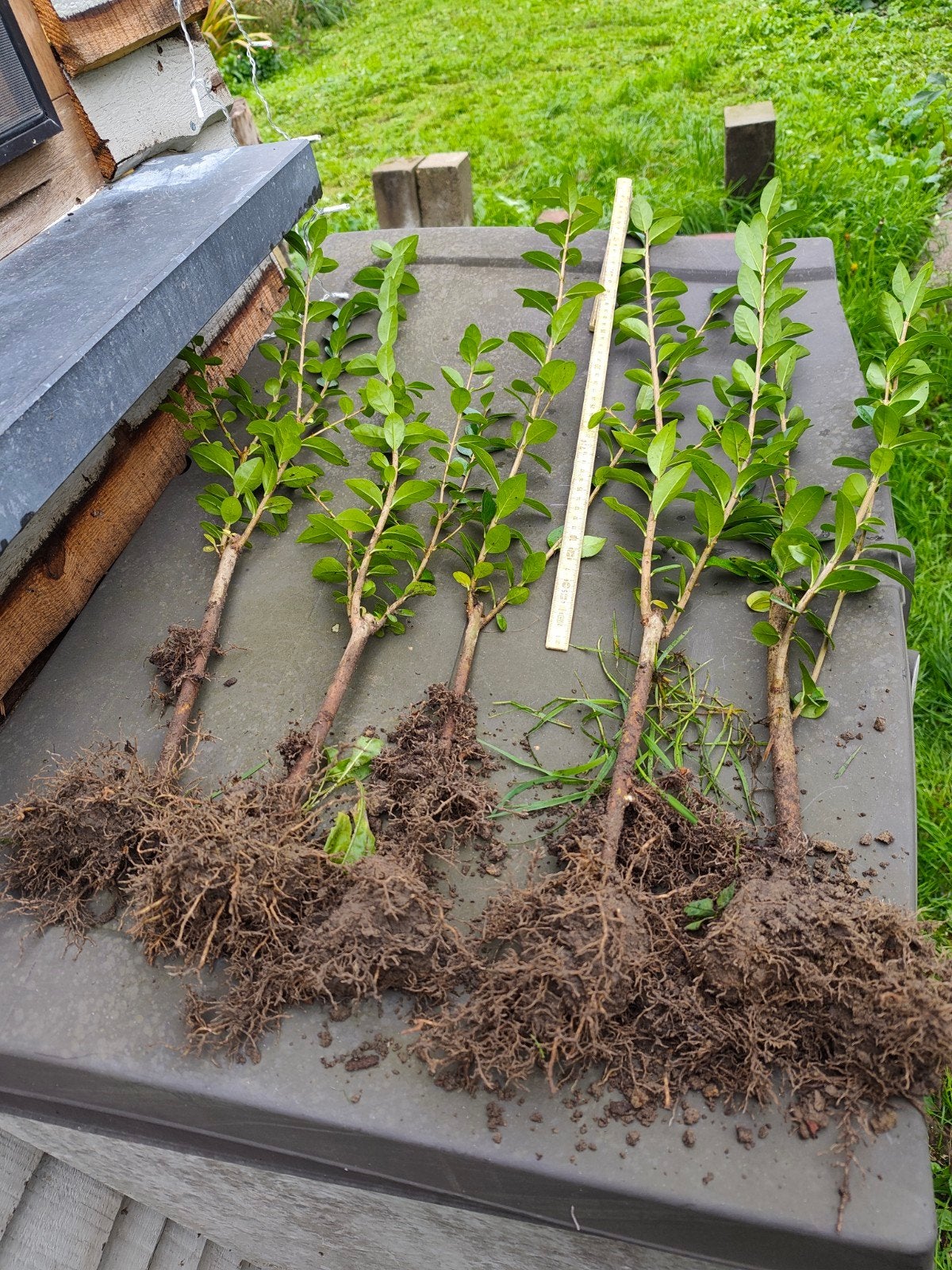 liguster blote wortel 40/60 cm, Jardin & Terrasse, Enlèvement