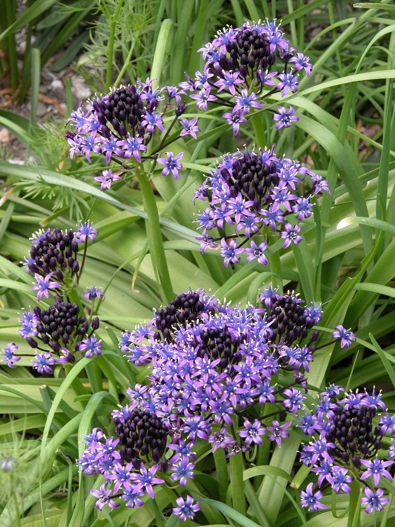 scilla peruviana, Tuin en Terras, Ophalen of Verzenden