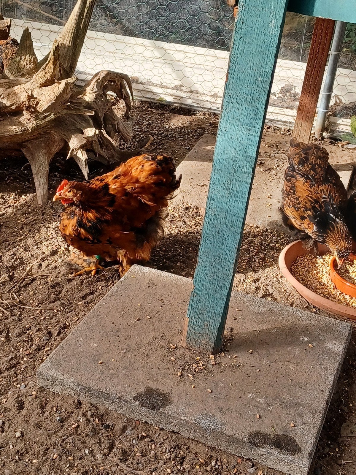 Cochins  kriel, Dieren en Toebehoren
