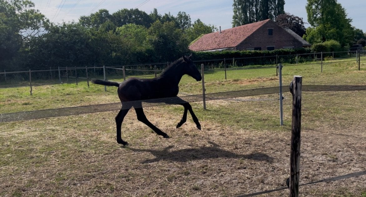 Hengstveulen, Dieren en Toebehoren, Paarden, Springpaard, Met stamboom, Niet van toepassing, 0 tot 2 jaar