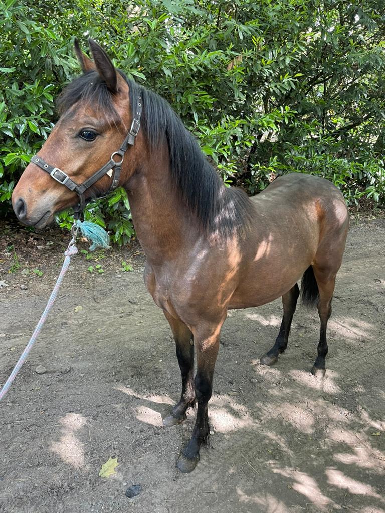 Springgefokt pony jaarling merrie, Dieren en Toebehoren, Pony's, Merrie