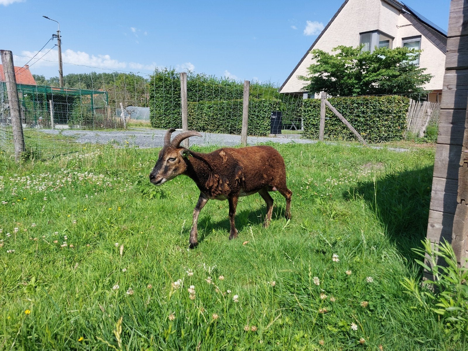 Mooie wildkleur soay ooi, Dieren en Toebehoren, Vrouwelijk, Schaap, 3 tot 5 jaar
