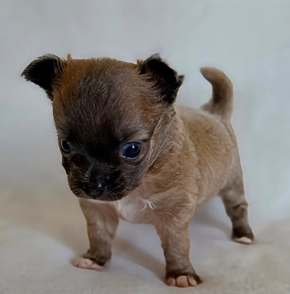 Chihuahua pup (reutje), Dieren en Toebehoren, Parvo, België, Particulier, Reu