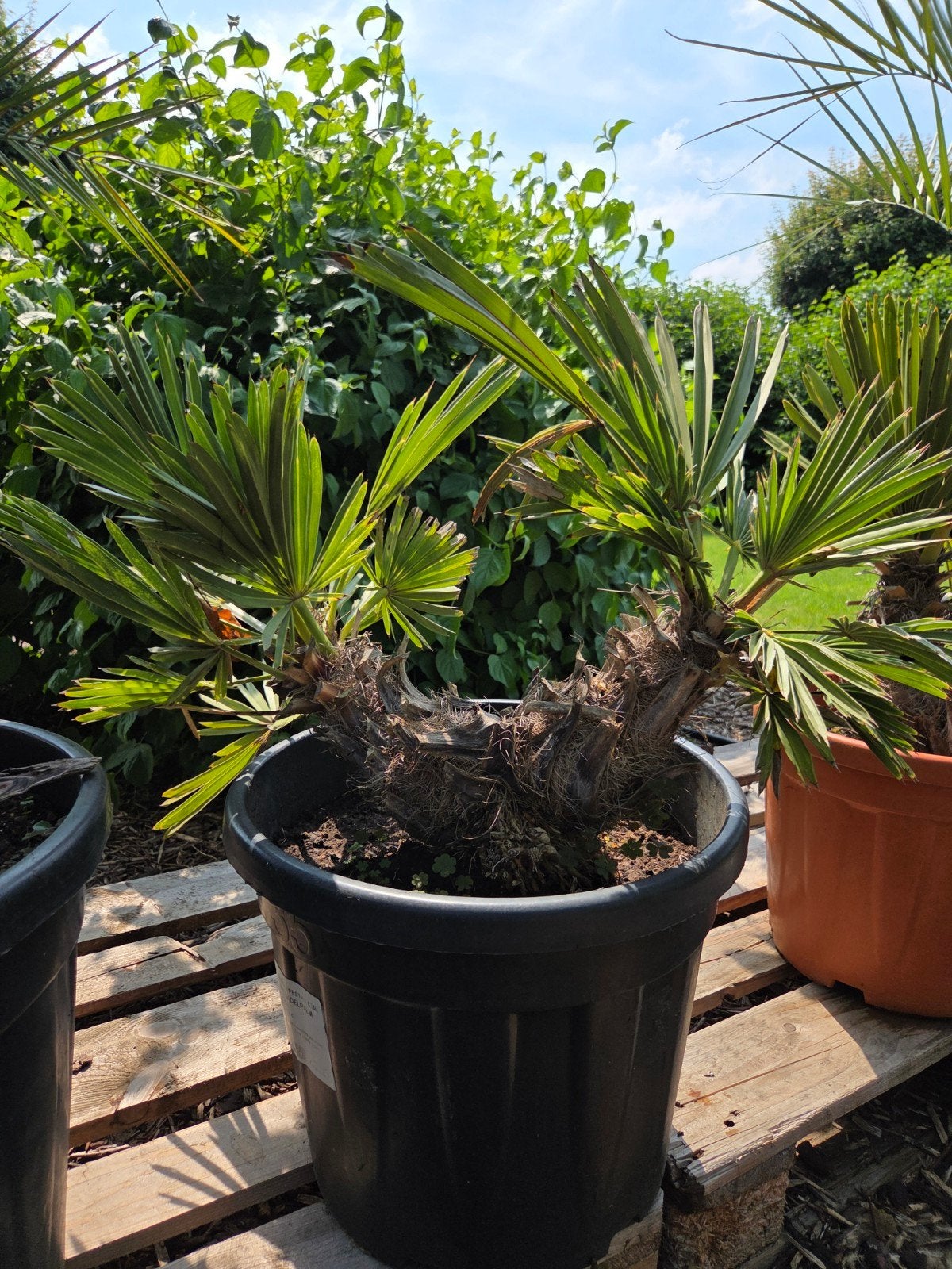 Trithrinax Campestris - Blauwe dadelpalm, Ophalen