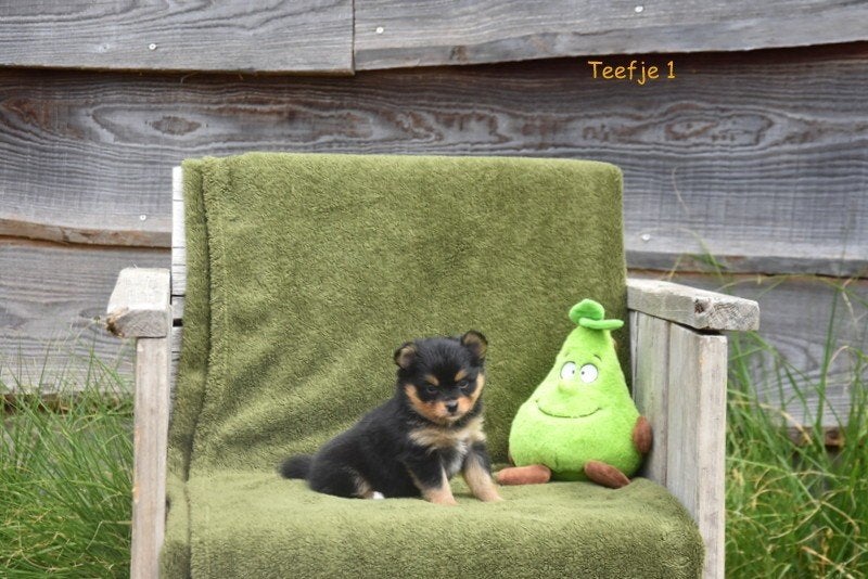 Prachtige Pomchi pupjes, Parvo, België, 8 tot 15 weken, Meerdere