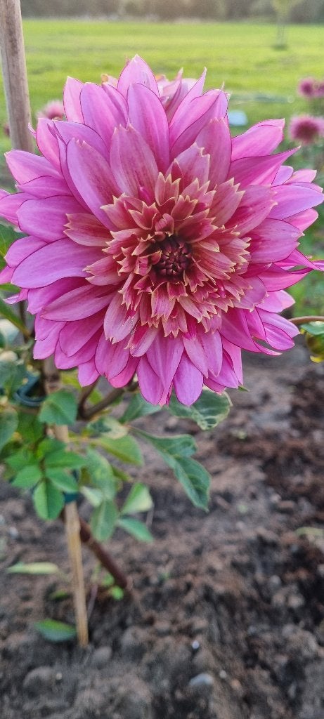 Dahlia mambo, Tuin en Terras, Ophalen of Verzenden, Voorjaar, Volle zon, Bloembol