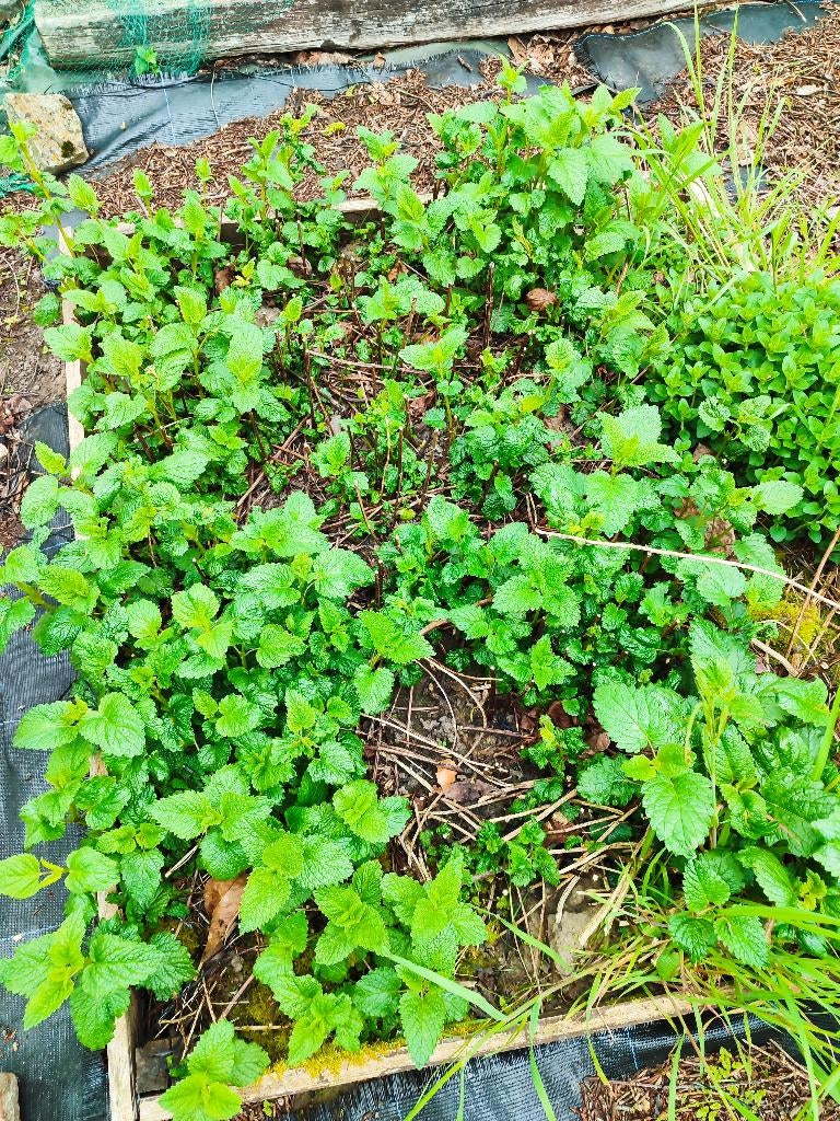 Citroenmelisse plantjes, Jardin & Terrasse, Plantes | Jardin, Été, Enlèvement, Plante fixe, Herbes
