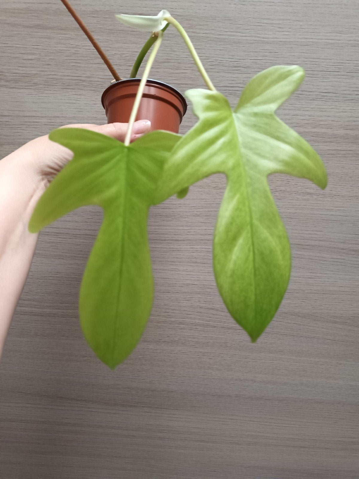 Philodendron florida ghost, Huis en Inrichting, Ophalen of Verzenden