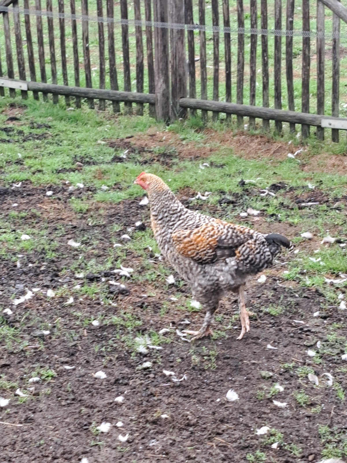 kuikens: hanen, Dieren en Toebehoren