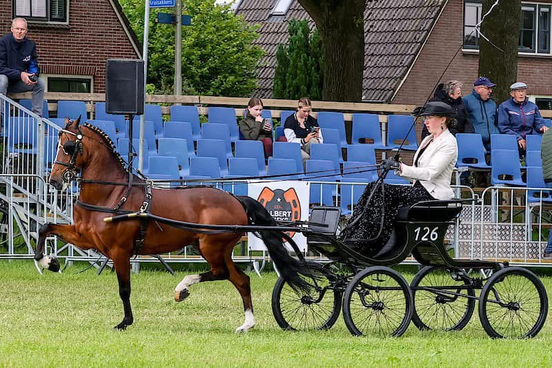 10000% bomproof menpony veel wedstrijdervaring, Met stamboom, Ruin, B pony (1.17m tot 1.27m), 11 jaar of ouder