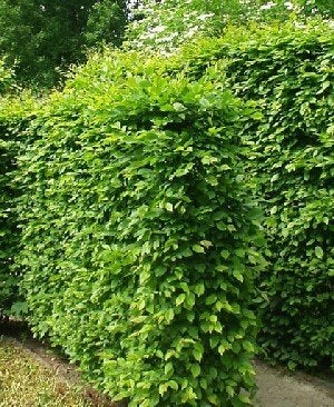 Charme pour haie - Carpinus betulus, Ophalen, Haagbeuk, Haag