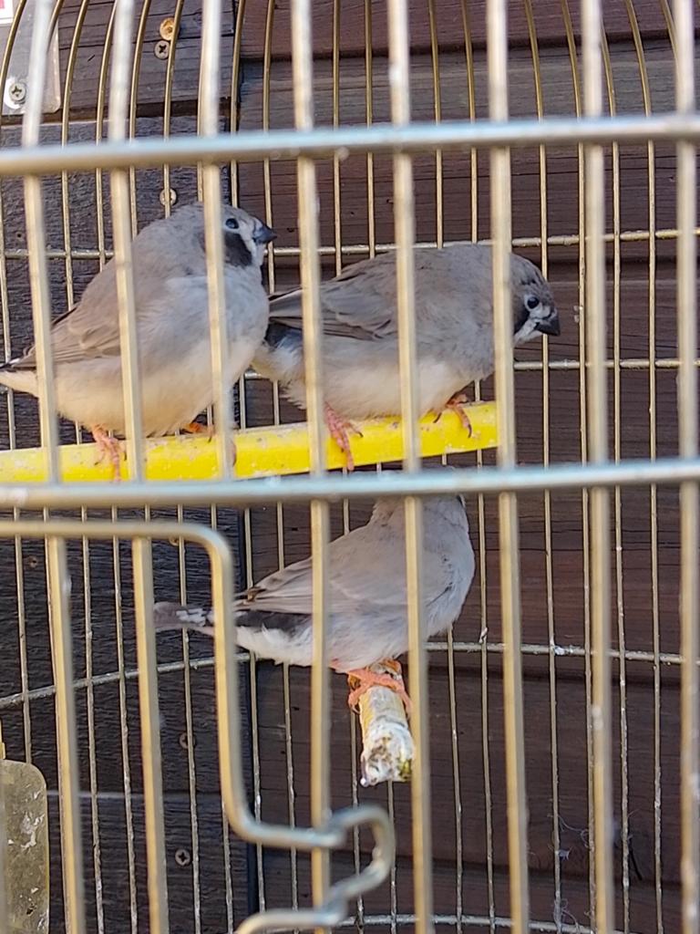 Jolis jeunes pinsons zèbres prêts à se reproduire avec ou sa, Plusieurs animaux, Oiseau tropical, Bagué