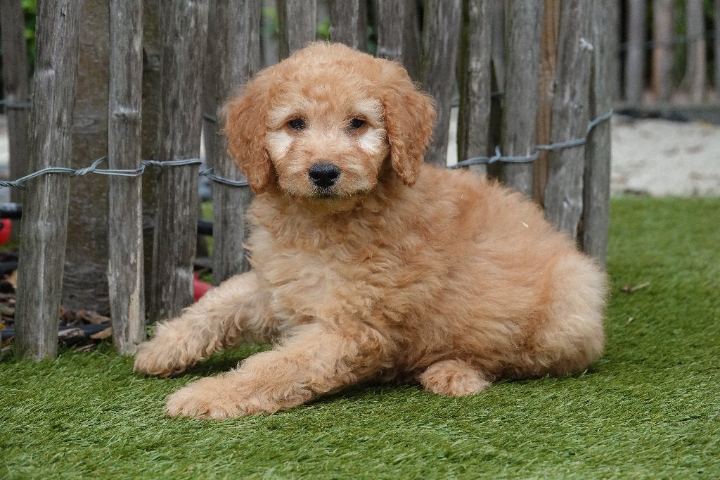 Prachtige Medium Labradoodle pups; Abrikoos & abrikoos/rood, België, Overige rassen, CDV (hondenziekte), 8 tot 15 weken