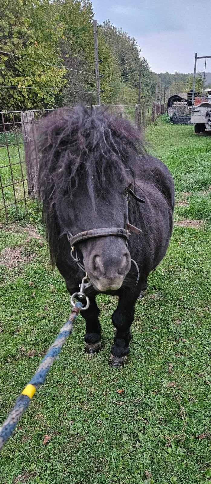 Shetland pony, Dieren en Toebehoren, Hengst