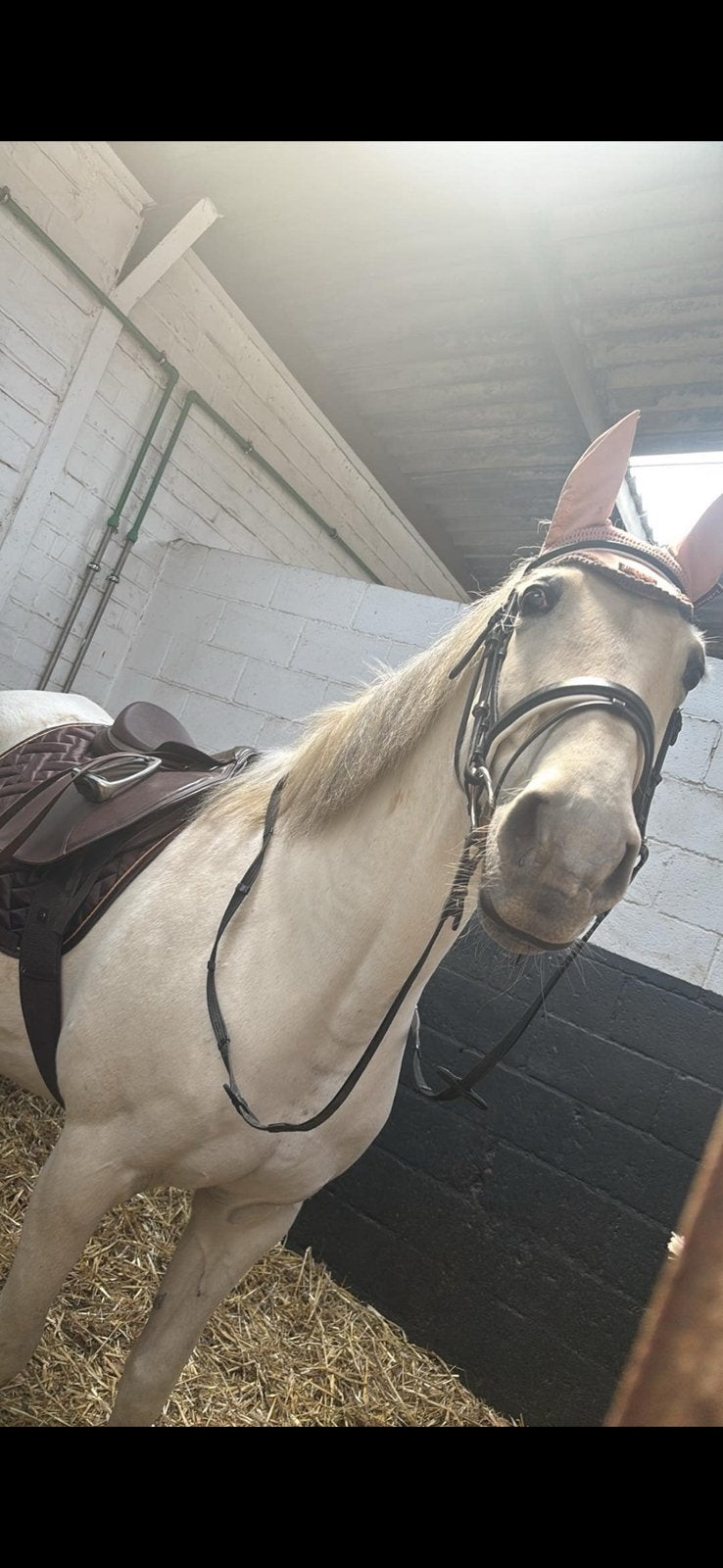 Hoofdstel te koop, Dieren en Toebehoren, Ophalen