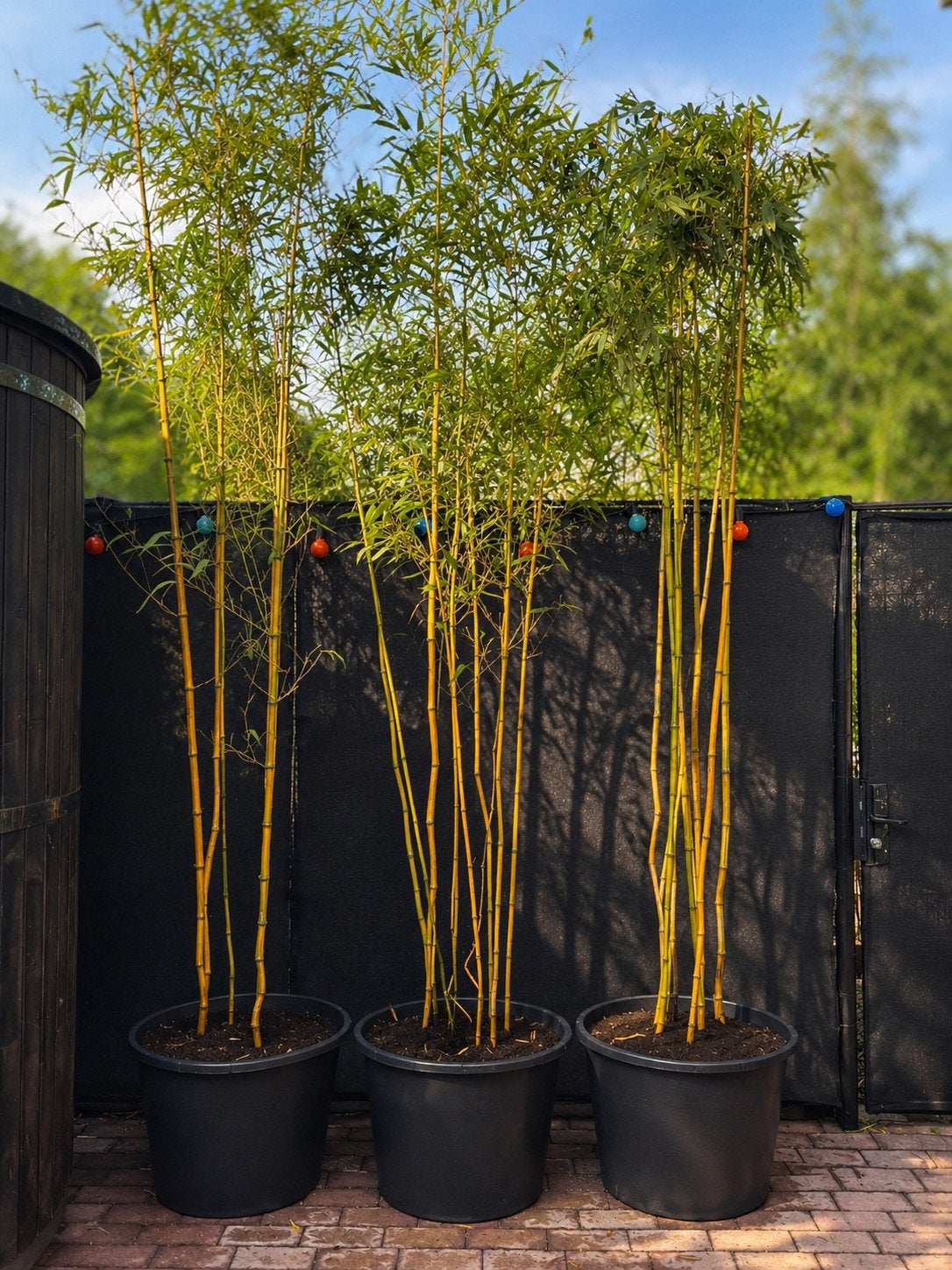 Eye catcher, Prachtige Bamboe Phyllostachys, Tuin en Terras, Ophalen, In pot