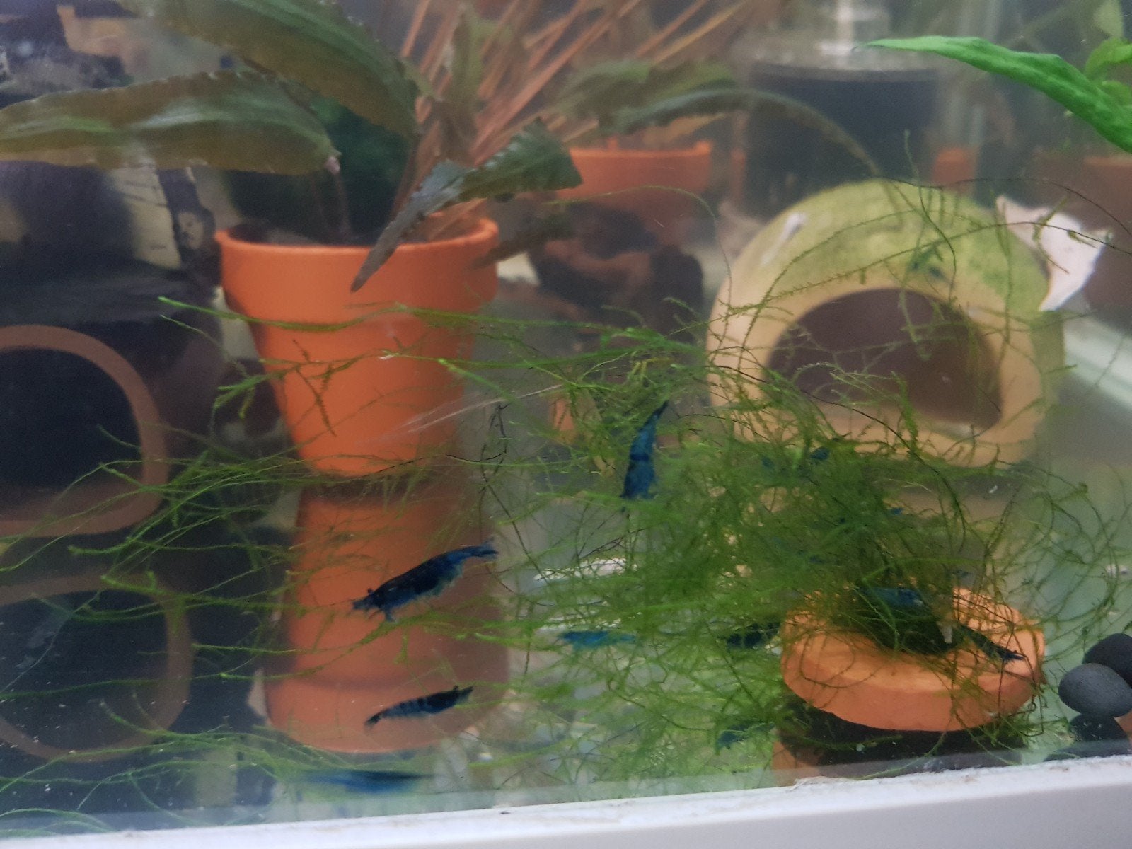 Blauwe garnaaltjes, Dieren en Toebehoren