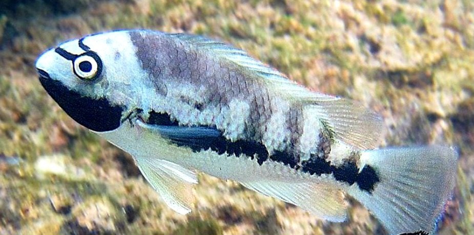 Hollenbroeder cichliden, Vis, Zoetwatervis