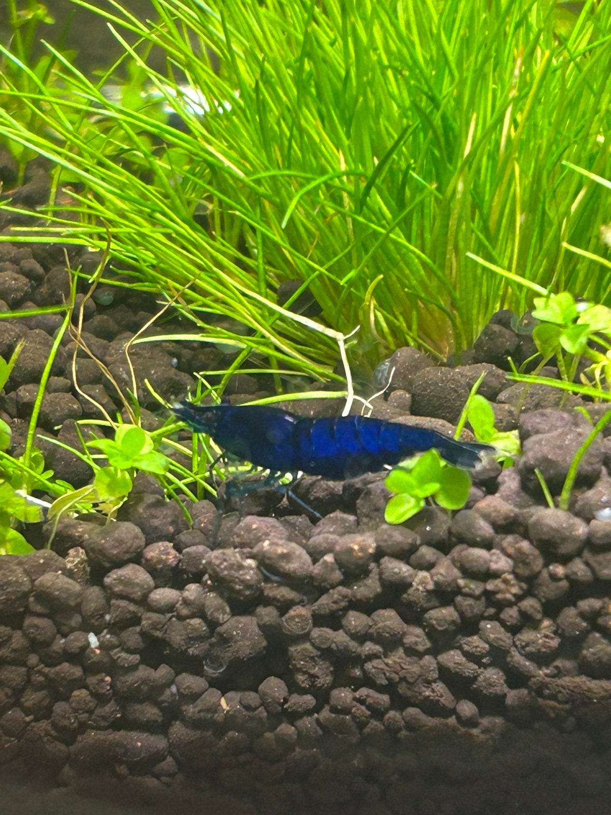 Blue sapphire garnalen, Animaux & Accessoires, Homard, Crabe ou Crevette