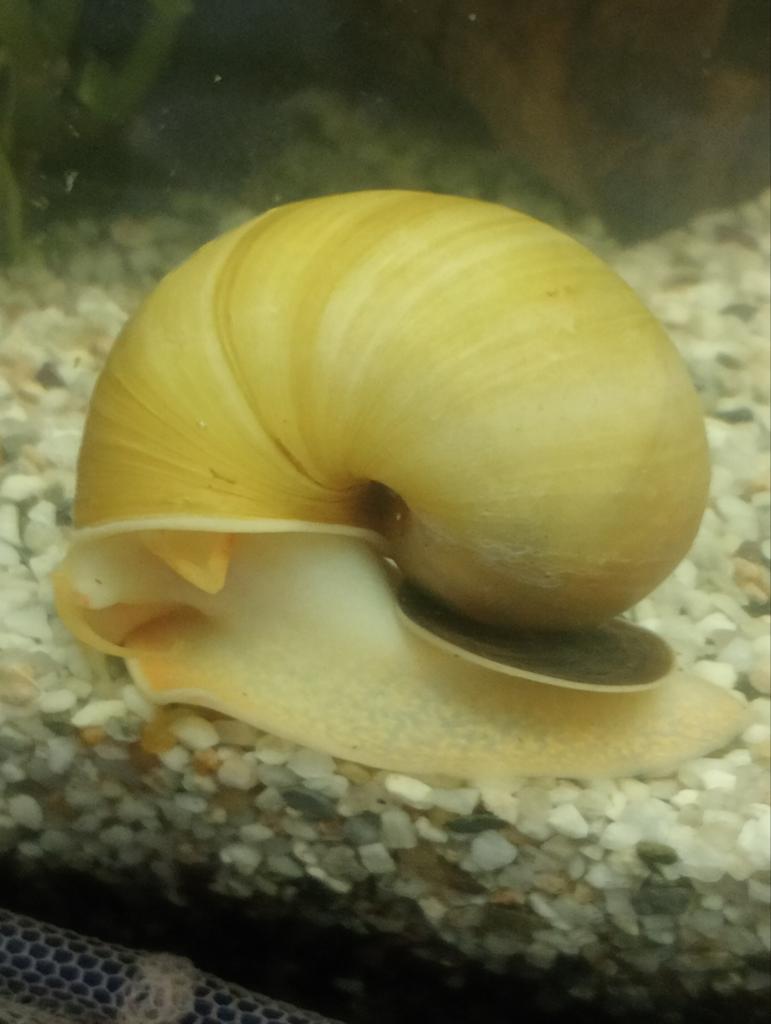 Escargots aux pommes 0,50€