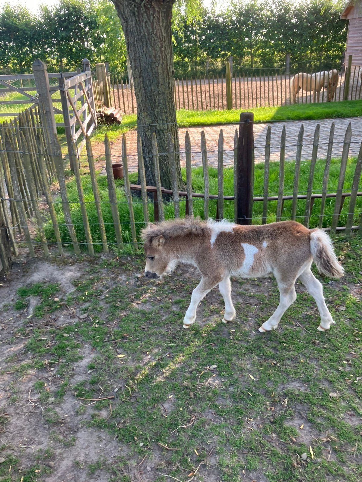 Schetlandponys met stamboek zoeken een nieuw huisje