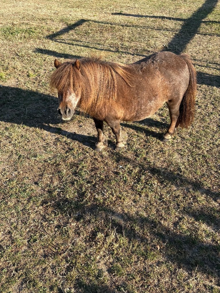 Poney jument mini shetland à vendre, Avec pedigree, 11 ans ou plus, Poney de récréation, Poney A (jusqu'à 1.17 m)