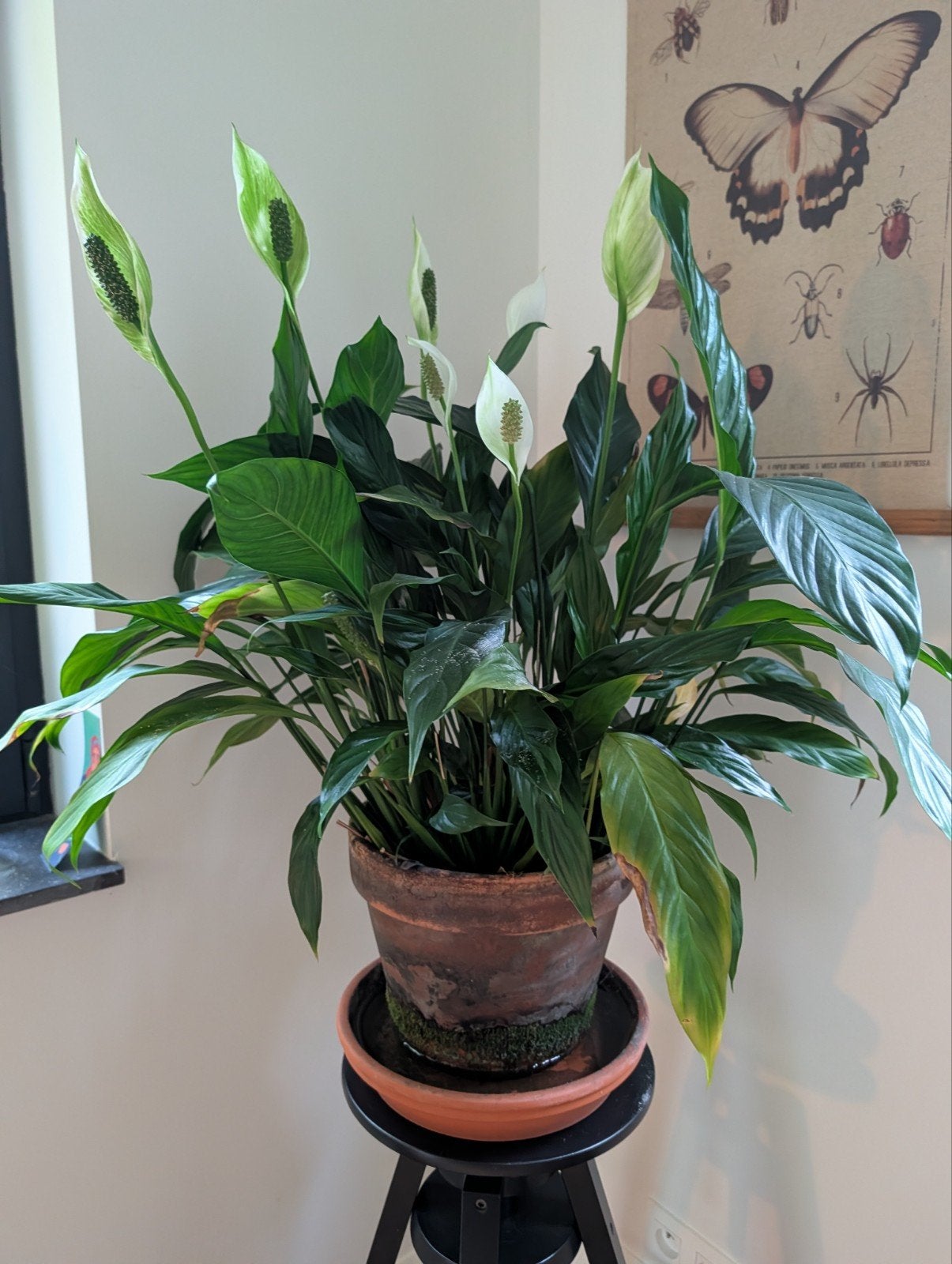 Plante en cuillère dans un pot en terre cuite, Enlèvement
