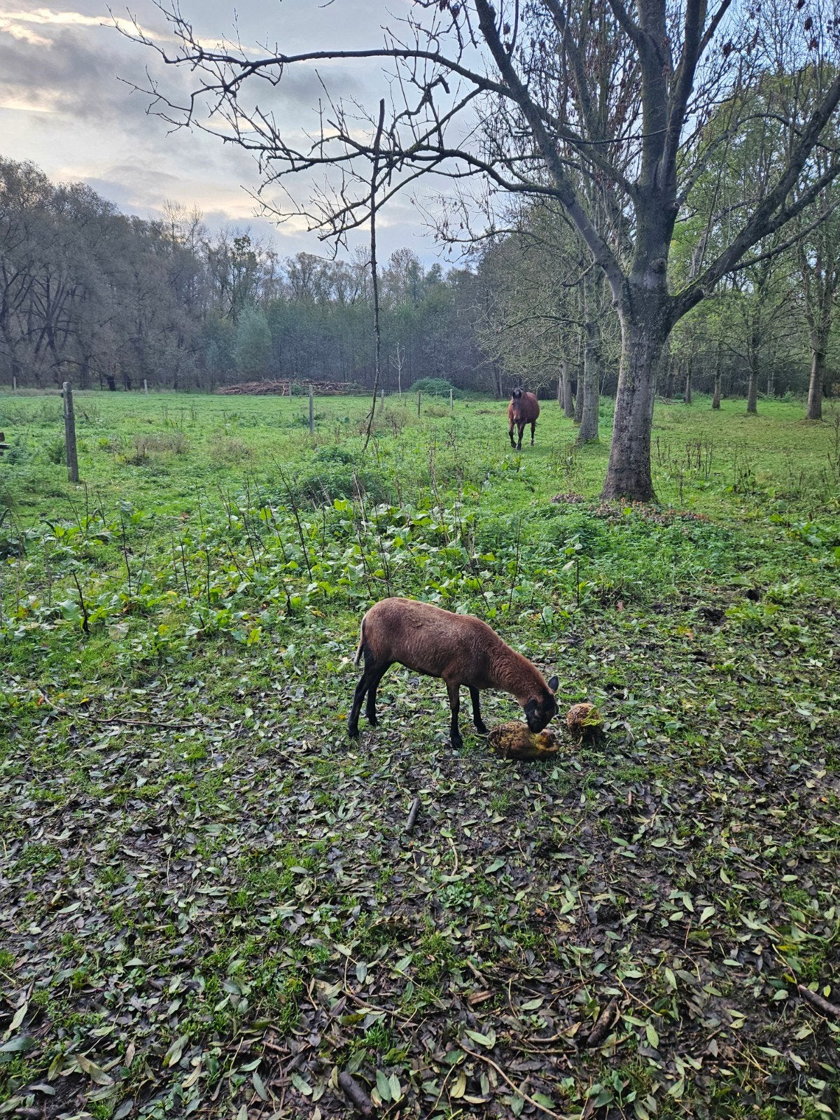 Kameroenbokje, Animaux & Accessoires, Moutons, Chèvres & Cochons