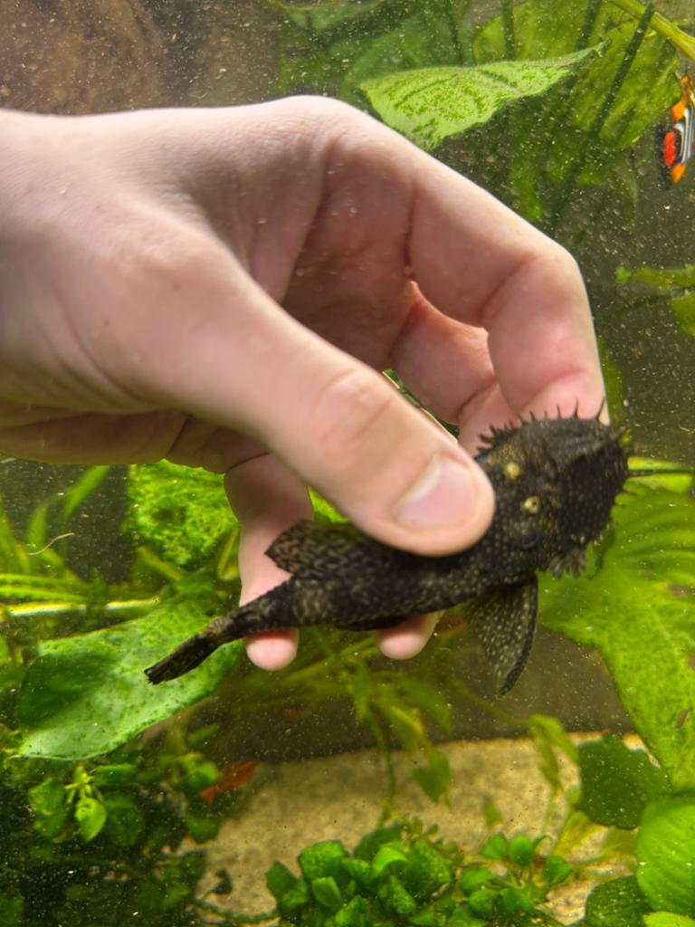 Ancistrus aquarium