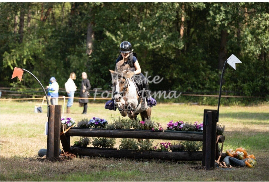 shetlander kruising ruin van 1,16, Gechipt, B, Ruin, A pony (tot 1.17m)