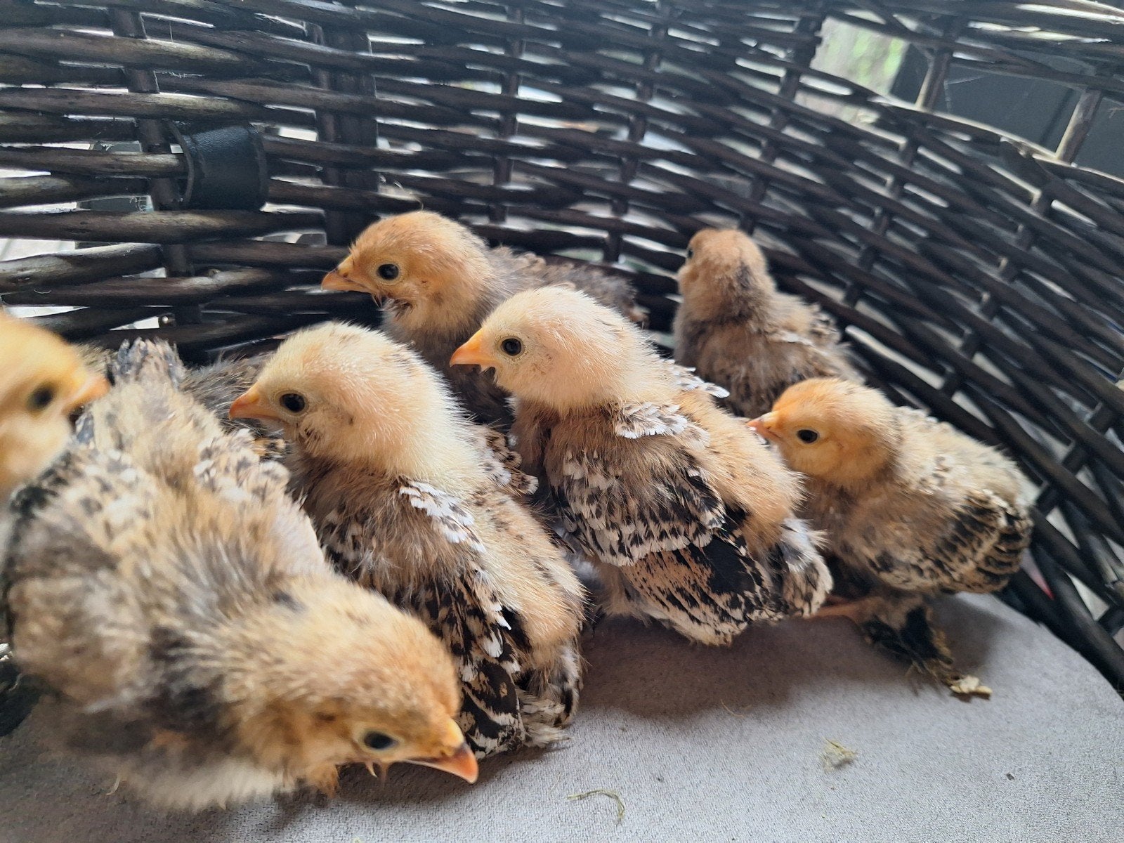 8 Ukkelse baardkriel kuikens