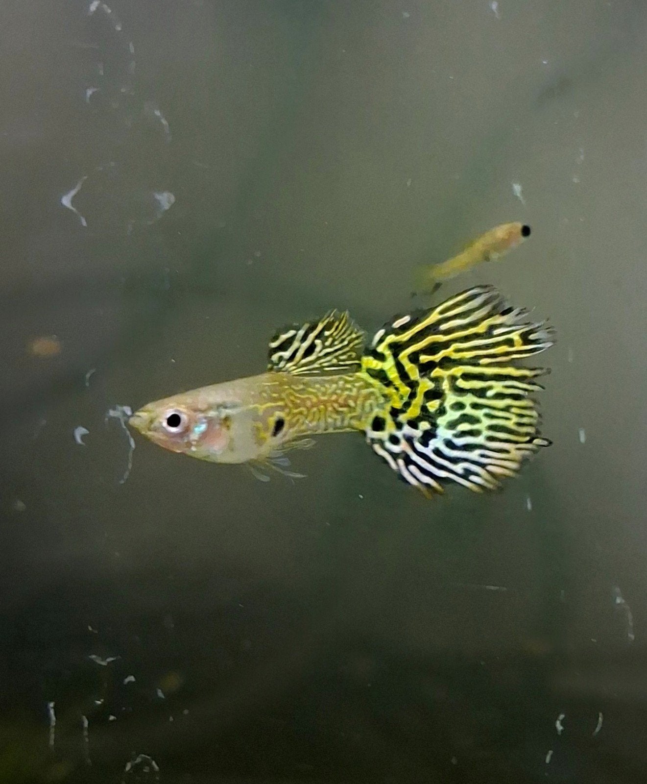 Guppy's, Dieren en Toebehoren, Vis, Zoetwatervis, Schoolvis