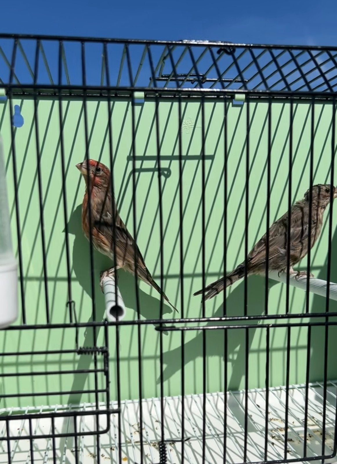 Tarins et carpodaque, Dieren en Toebehoren