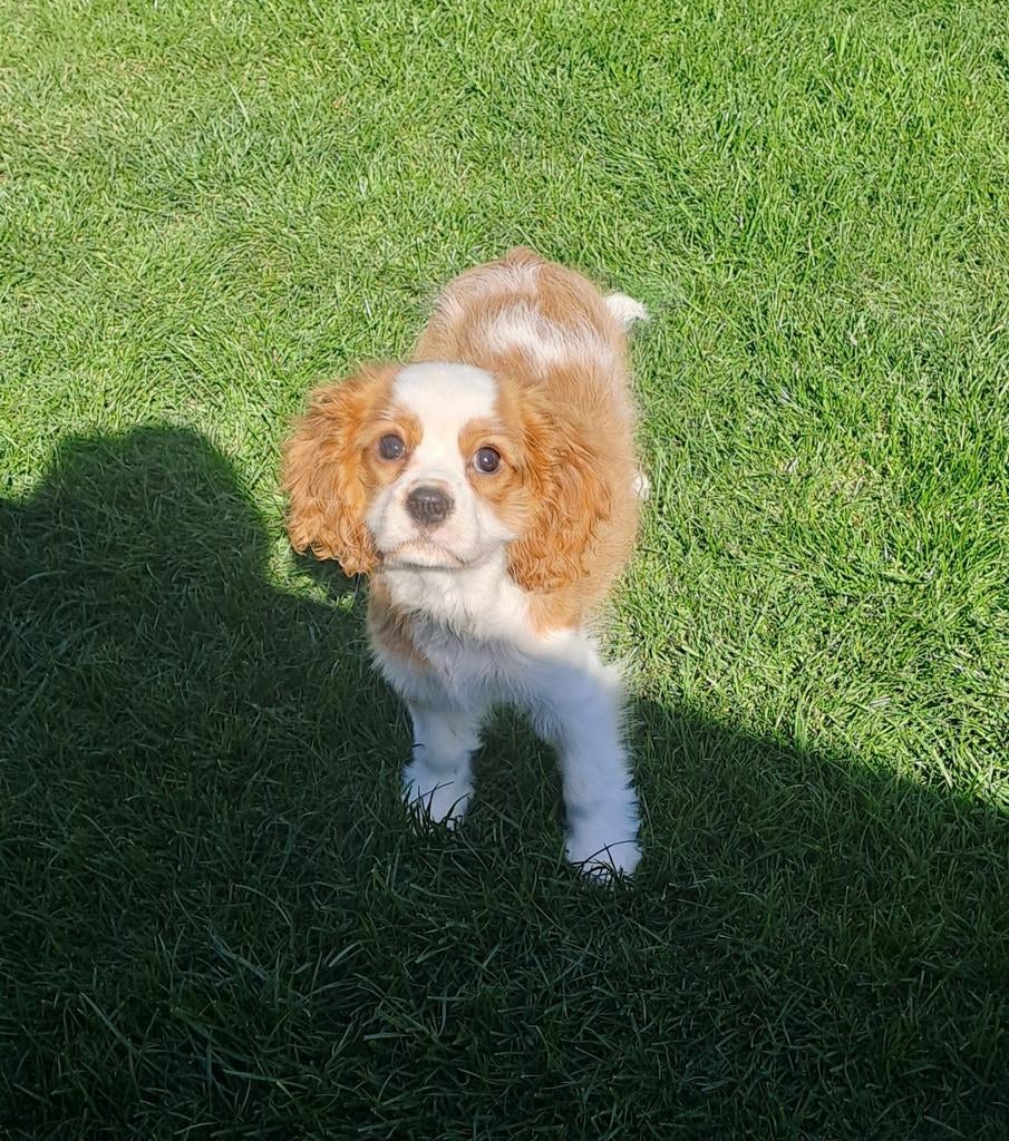Cavalier king charles( stamboom), Parvo, België, Reu, 8 tot 15 weken