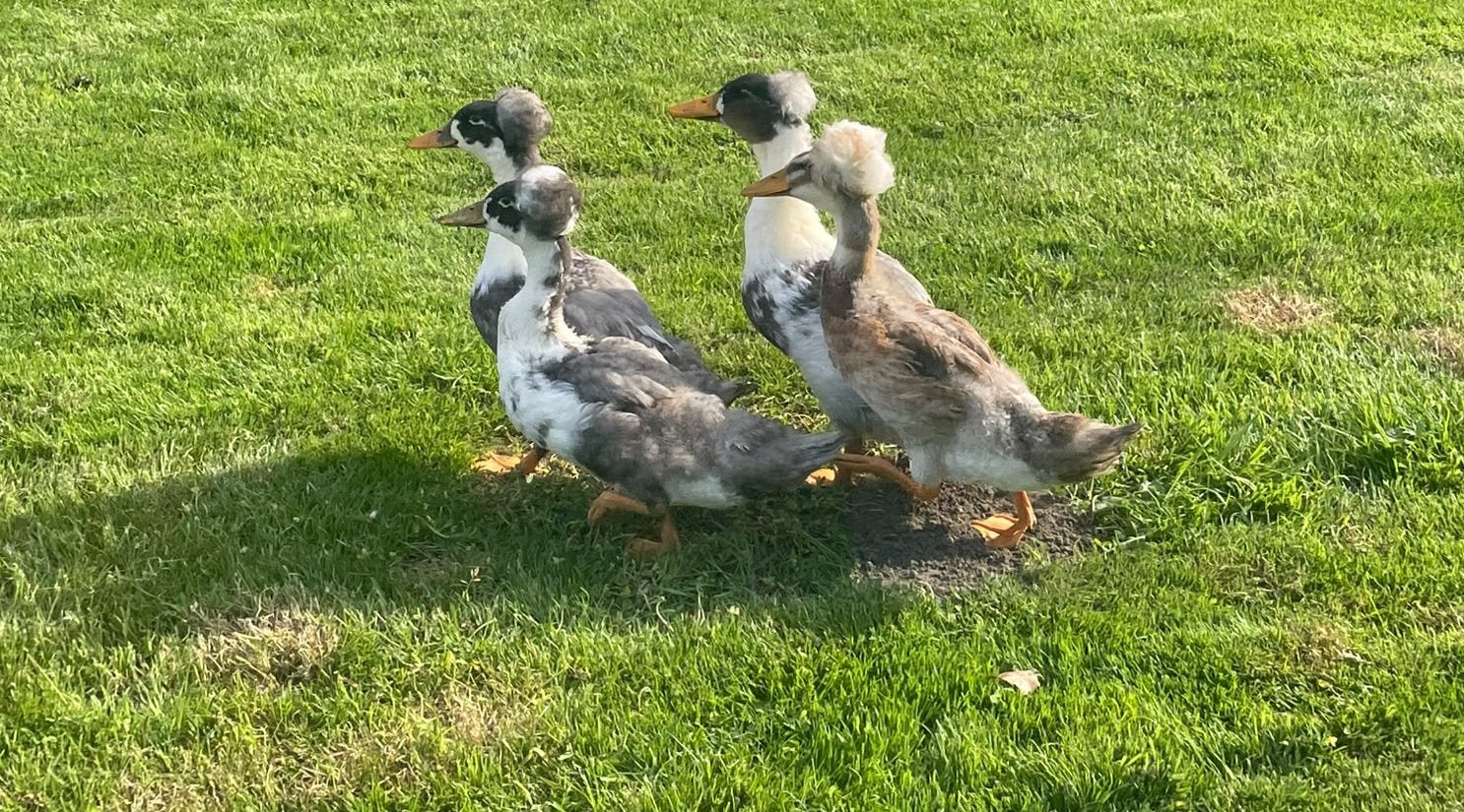 Koppel jonge Hollandse kuifeenden, Dieren en Toebehoren